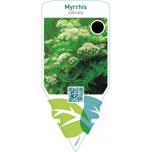 Myrrhis odorata (sweet cicelyl)