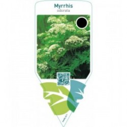 Myrrhis odorata (sweet cicelyl)