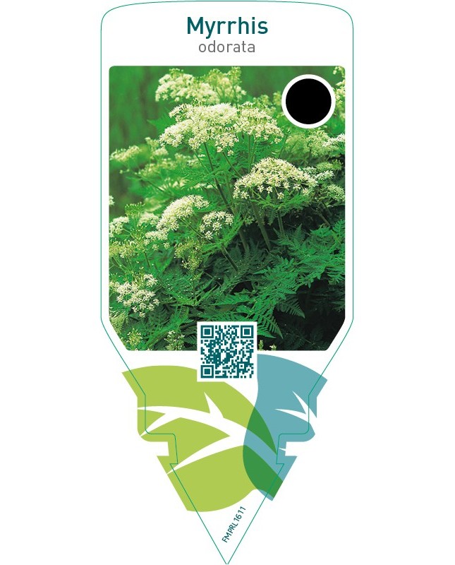 Myrrhis odorata (sweet cicelyl)