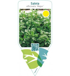 Salvia officinalis ‘Major’