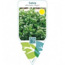 Salvia officinalis ‘Major’