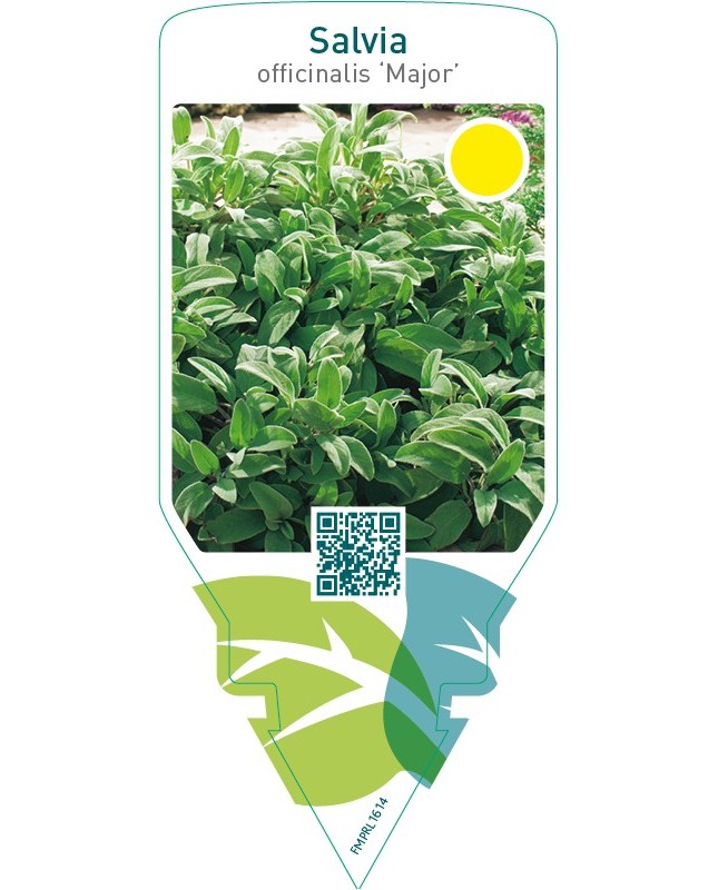 Salvia officinalis ‘Major’