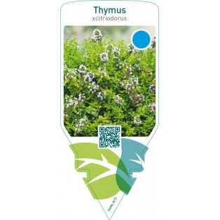 Thymus citriodorus (lemon thyme)