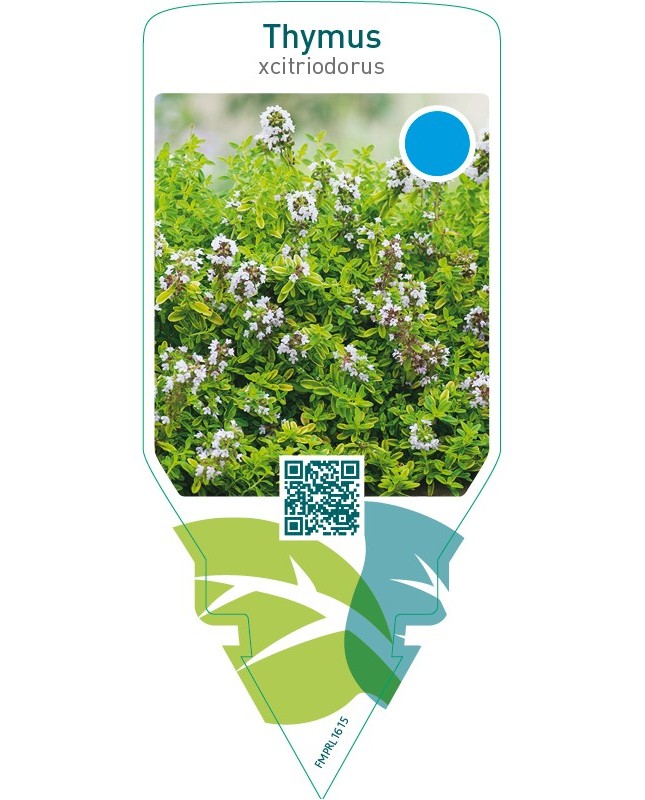 Thymus citriodorus (lemon thyme)