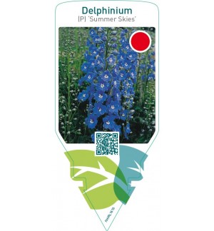 Delphinium (P) ‘Summer Skies’