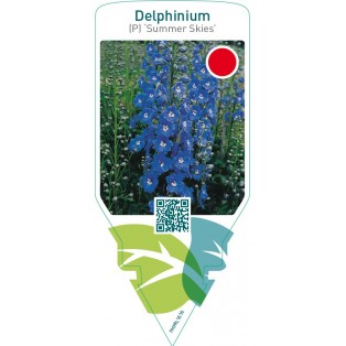 Delphinium (P) ‘Summer Skies’