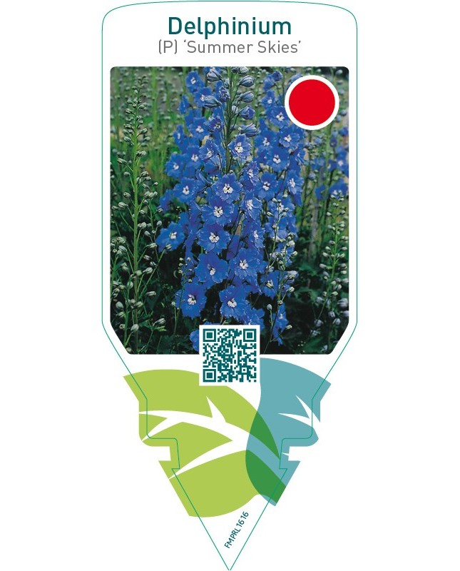 Delphinium (P) ‘Summer Skies’