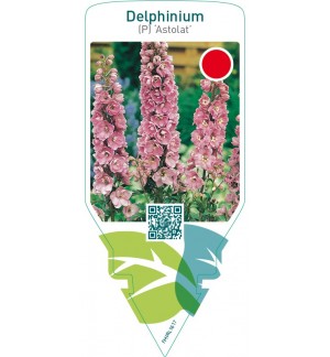 Delphinium (P) ‘Astolat’