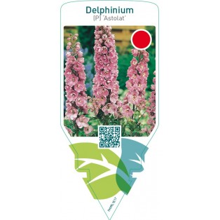 Delphinium (P) ‘Astolat’