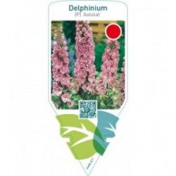 Delphinium (P) ‘Astolat’