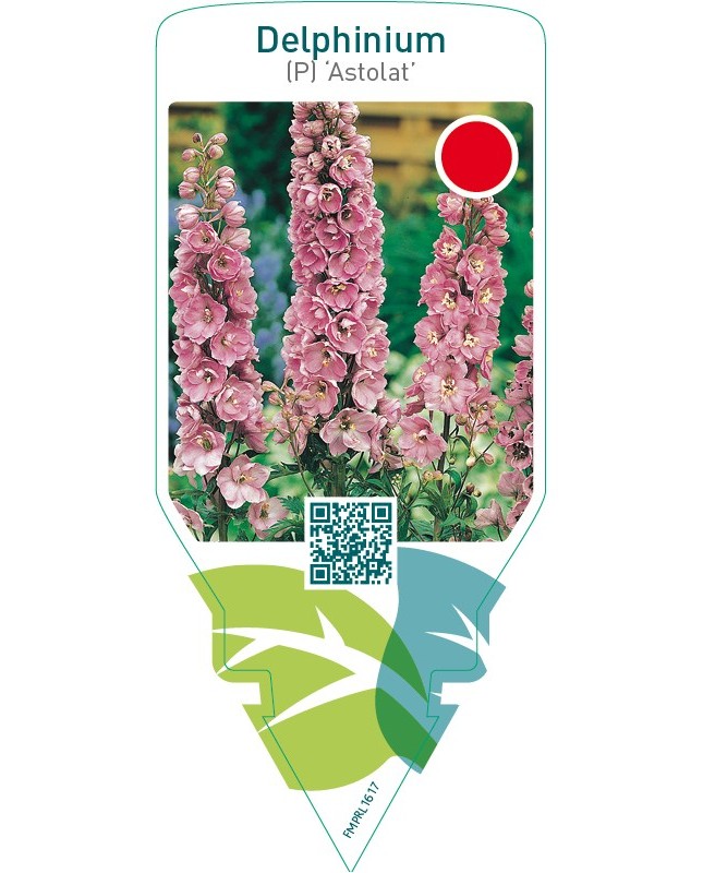 Delphinium (P) ‘Astolat’