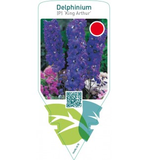 Delphinium (P) ‘King Arthur’