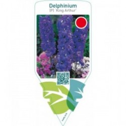 Delphinium (P) ‘King Arthur’