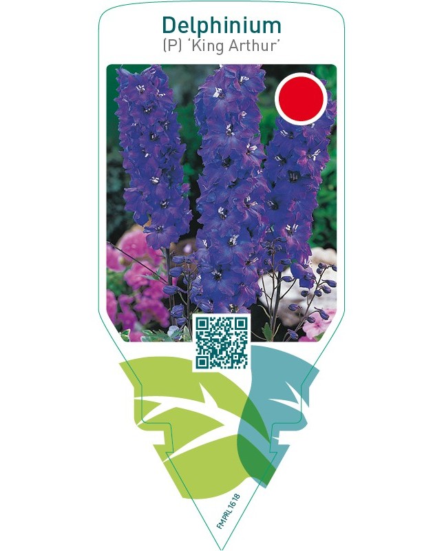 Delphinium (P) ‘King Arthur’