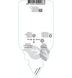 Etichette di dilphinium (P) ‘King Arthur’ *