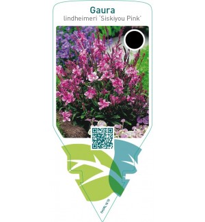 Gaura lindheimeri ‘Siskiyou Pink’