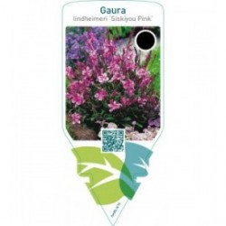 Gaura lindheimeri ‘Siskiyou Pink’