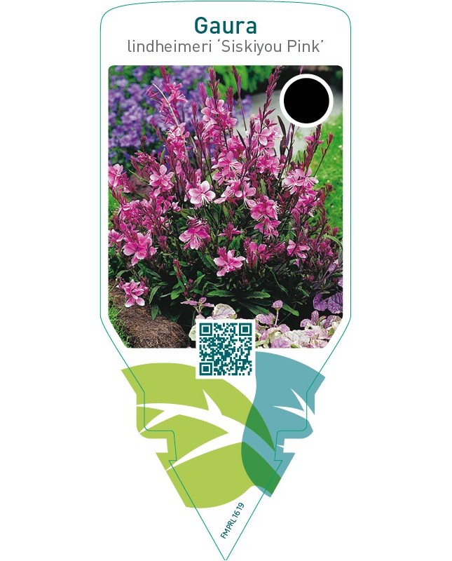 Gaura lindheimeri ‘Siskiyou Pink’