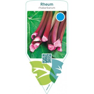 Rheum rhabarbarum