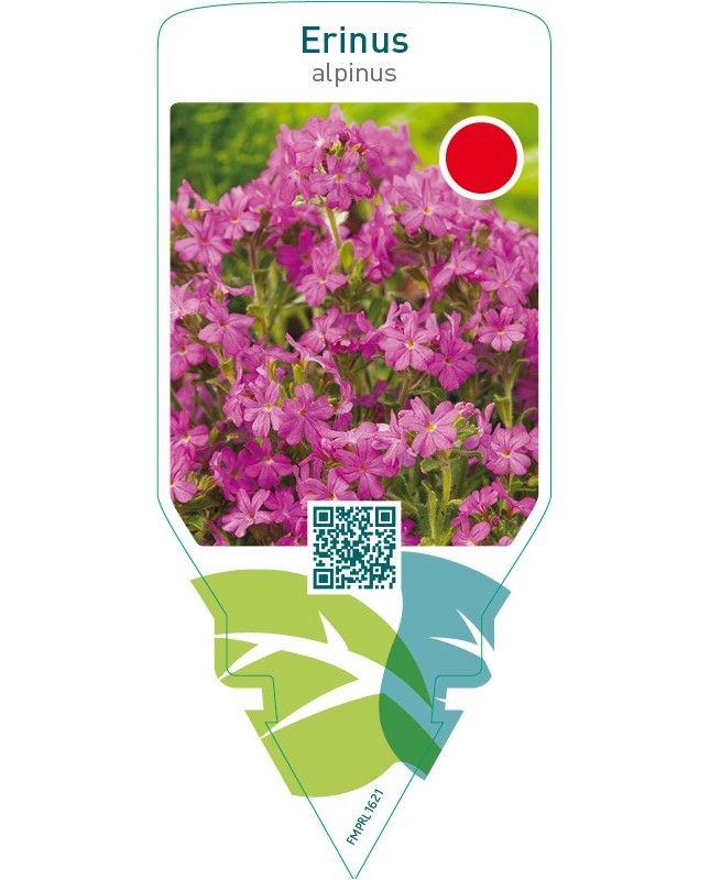 Erinus alpinus  violet