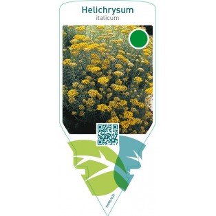 Helichrysum italicum