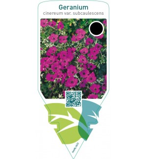 Geranium cinereum var. Subcaulescens