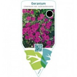 Geranium cinereum var. Subcaulescens