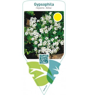 Gypsophila repens ‘Alba’