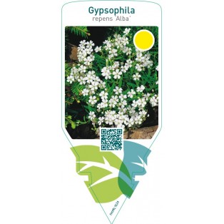 Gypsophila repens ‘Alba’