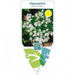 Gypsophila repens ‘Alba’