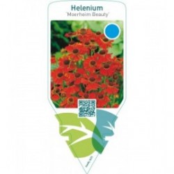 Helenium ‘Moerheim Beauty’
