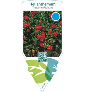 Helianthemum ‘Amabile Plenum’