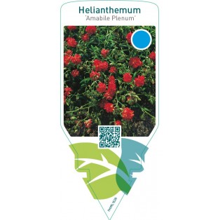 Helianthemum ‘Amabile Plenum’