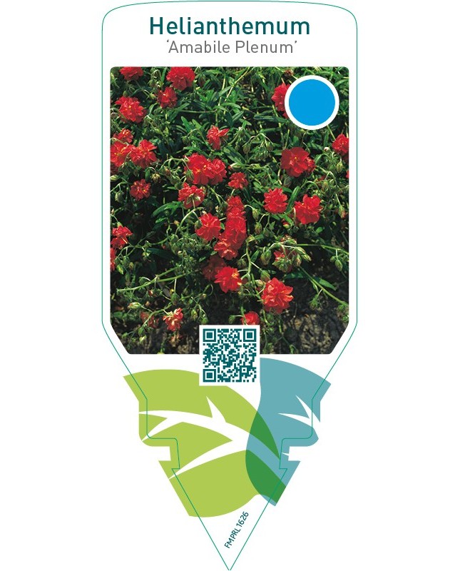 Helianthemum ‘Amabile Plenum’