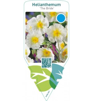 Helianthemum ‘The Bride’