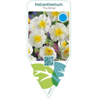 Helianthemum ‘The Bride’
