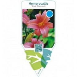 Hemerocallis ‘Pink Damask’