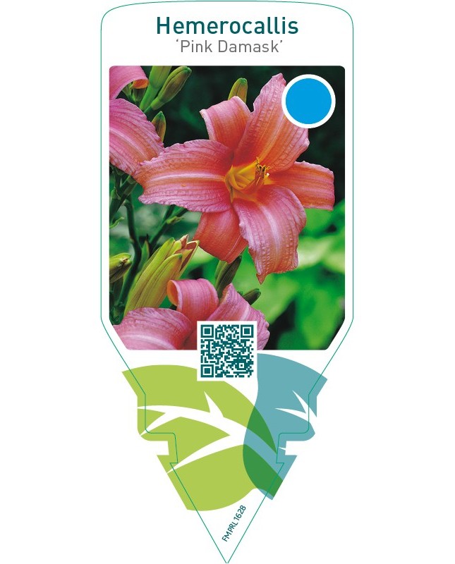 Hemerocallis ‘Pink Damask’