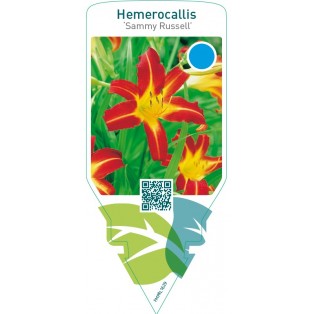 Hemerocallis ‘Sammy Russell’