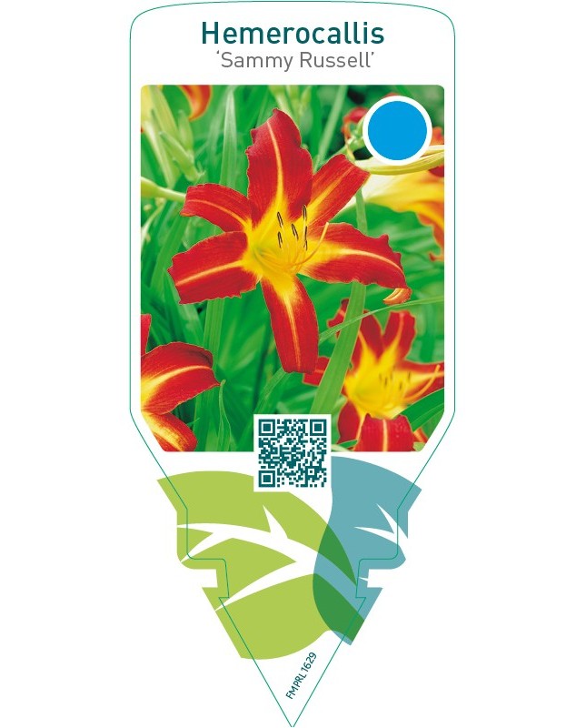 Hemerocallis ‘Sammy Russell’