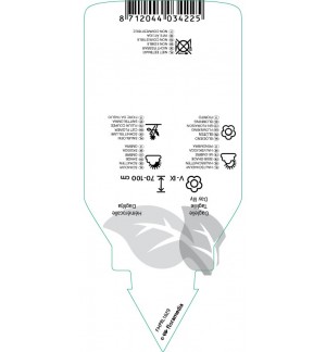 Etichette di Hemerocallis ‘Sammy Russell’ *