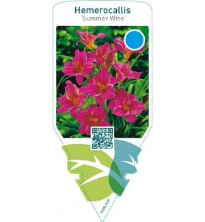 Hemerocallis ‘Summer Wine’