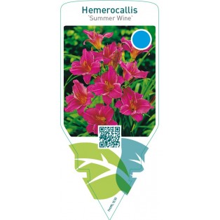 Hemerocallis ‘Summer Wine’