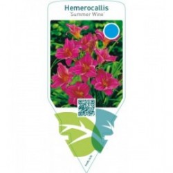 Hemerocallis ‘Summer Wine’