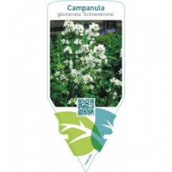 Campanula glomerata ‘Schneekrone’