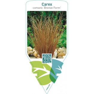 Carex comans ‘Bronze Form’