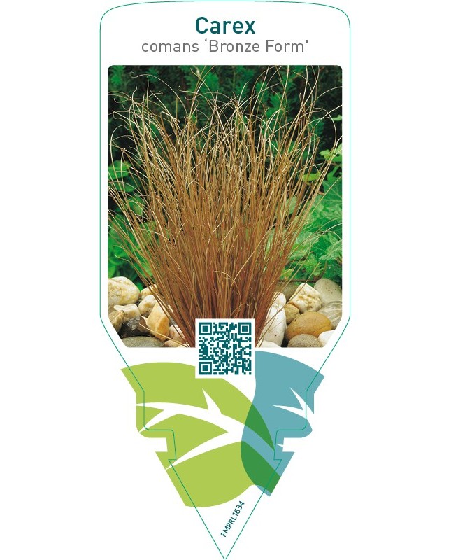 Carex comans ‘Bronze Form’