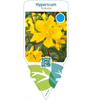 Hypericum ‘Hidcote’