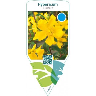 Hypericum ‘Hidcote’