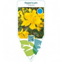 Hypericum ‘Hidcote’